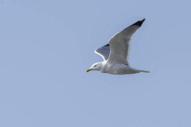 Göl üzerinde uçan martı