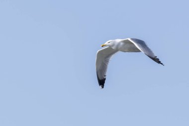 Göl üzerinde uçan martı