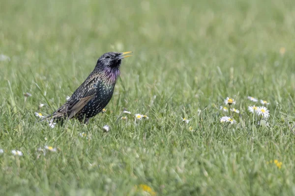 歌画眉 Philomelos 鸟在草地上 — 图库照片