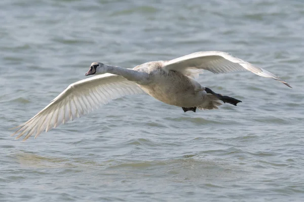 Cisne Volando Lago — Foto de Stock