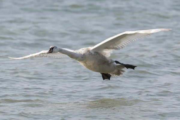 Cisne Volando Lago — Foto de Stock