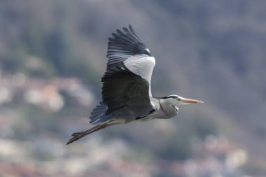 gri balıkçıl gölde uçan