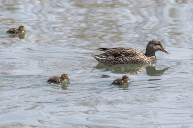 ördek ve göl kenarında ördek yavrusu