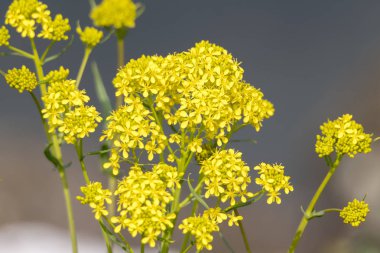 Çayırda sarı kır çiçeği