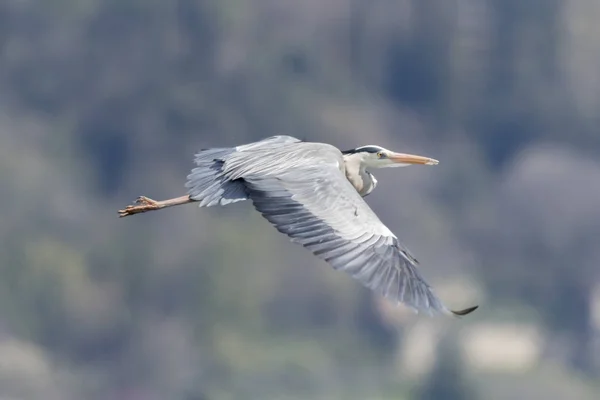 Garza Gris Volando Lago — Foto de Stock