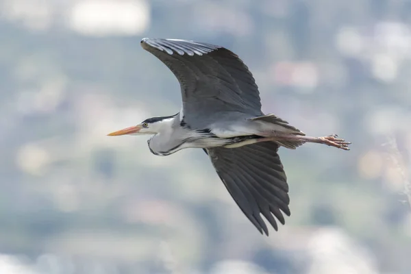 Garza Gris Volando Lago — Foto de Stock