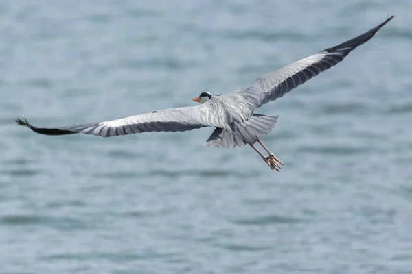 Garza Gris Volando Lago — Foto de Stock