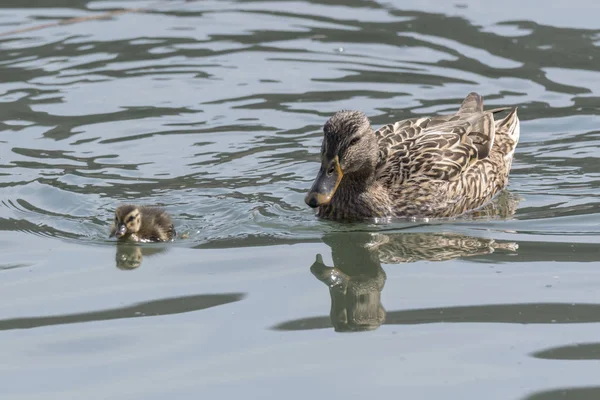 Pato Patinho Lago — Fotografia de Stock