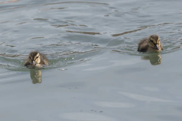 cute duckling at lake