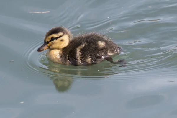 cute duckling at lake