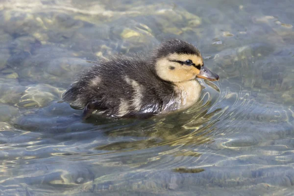 Bonito Patinho Lago — Fotografia de Stock