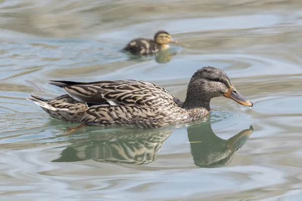 ördek ve göl kenarında ördek yavrusu
