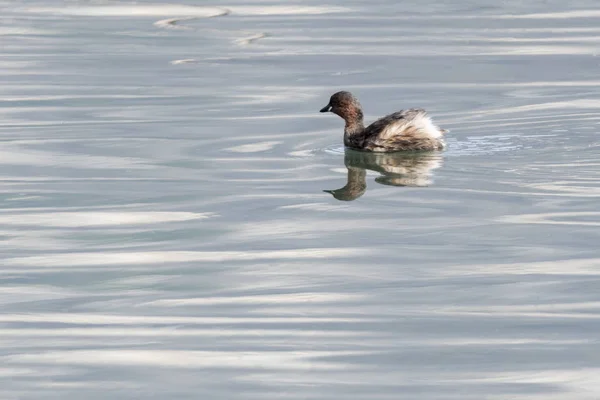 Pato Tachybaptus Ruficollis Lago — Fotografia de Stock