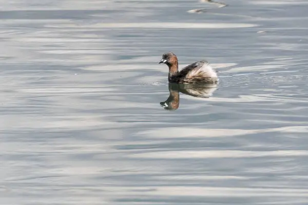 Pato Tachybaptus Ruficollis Lago — Fotografia de Stock