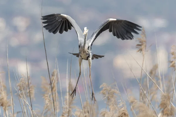 Garza Gris Volando Lago — Foto de Stock