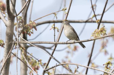 ağaç üzerinde kadın ötleğen