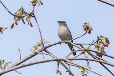 ağaç üzerinde kadın ötleğen