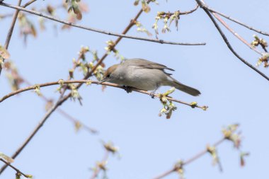 ağaç üzerinde kadın ötleğen
