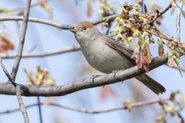 ağaç üzerinde kadın ötleğen