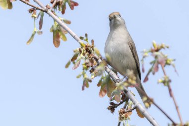 ağaç üzerinde kadın ötleğen