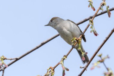 ağaç üzerinde kadın ötleğen