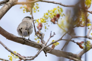 ağaç üzerinde erkek ötleğen