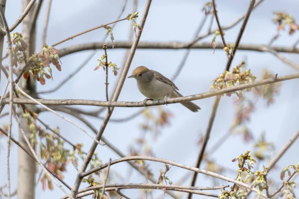 Weibliche Schwarzmütze Auf Baum — Stockfoto