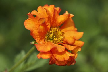 İlkbaharda bahçede açan çiçek.