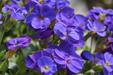 İlkbaharda bahçede açan çiçek.