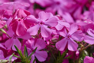 Phlox subulata Çiçek bahçesinde