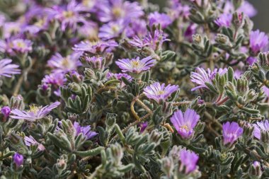 İlkbaharda bahçede açan çiçek.