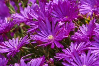 lampranthus aureus çiçek çiçeklenme