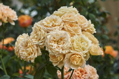 Bahçedeki Güller Açtı