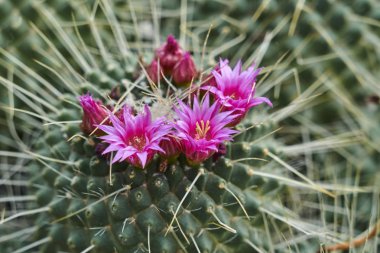 Vazoda çiçek etli bitki