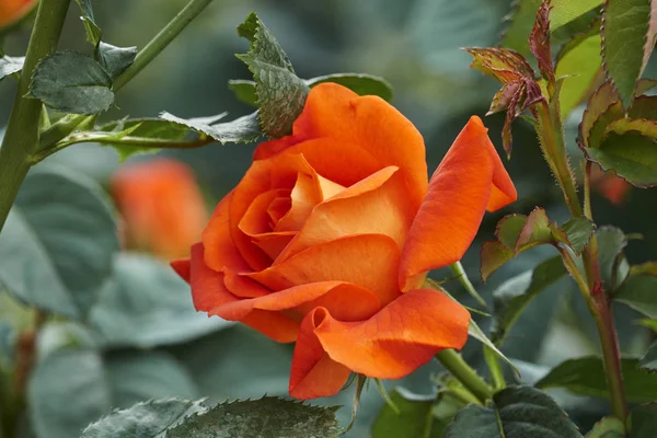 Rosas Flor Jardín — Foto de Stock