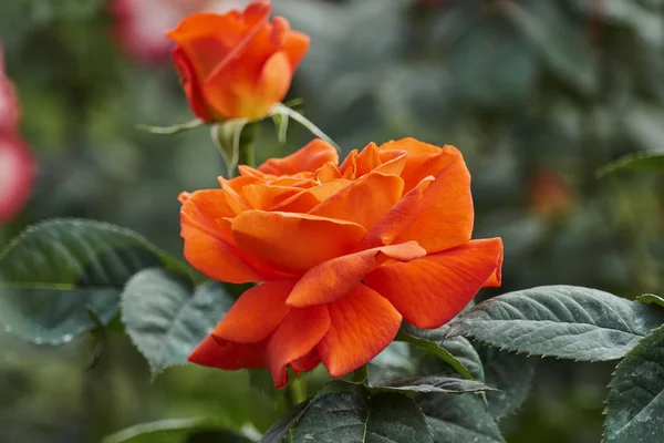 Rosas Flor Jardín — Foto de Stock