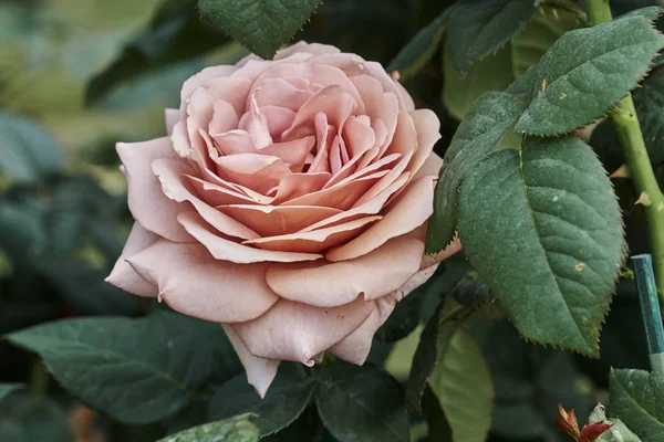 Розы Цвету Саду — стоковое фото