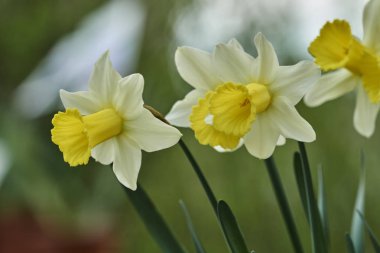 Nergis çiçek bahar bahçe