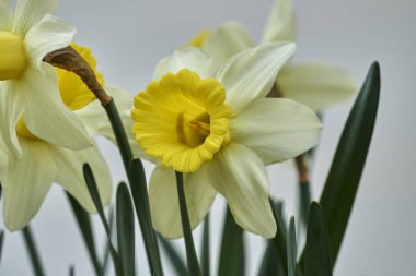 Nergis çiçek bahar bahçe