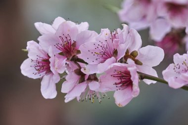 şeftali çiçek çiçek ağaç üzerinde