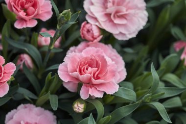 karanfil çiçek bahar