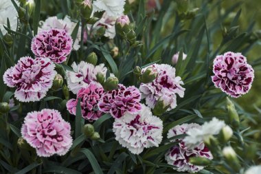 karanfil çiçek bahar