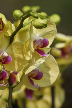 Orkide Çiçek bahçesinde