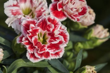 karanfil çiçek bahar