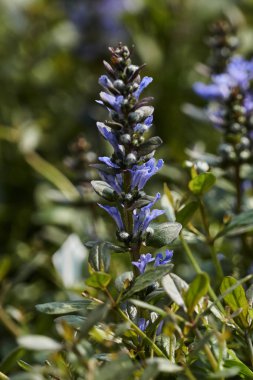 İlkbaharda bahçede açan çiçek.