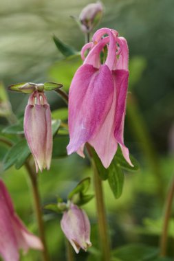 İlkbaharda bahçede açan çiçek.