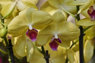 Orkide Çiçek bahçesinde