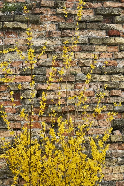 Forsythia Bloei Muur — Stockfoto