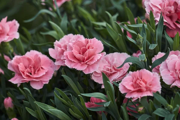 Carnation Bloom Spring — Stock Photo, Image