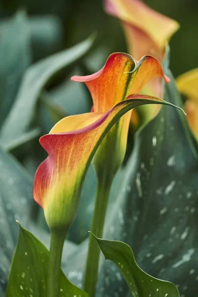 Colored Calla Lily Garden — Stock Photo, Image